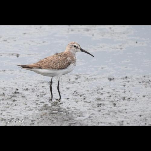 <i>Calidris ferruginea</i> (Pontoppidan, 1763) © J.P. Siblet