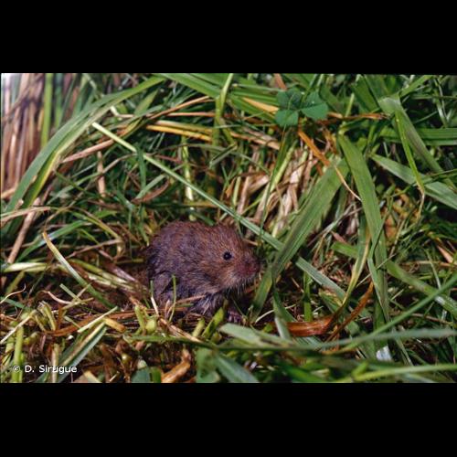 <i>Microtus agrestis</i> (Linnaeus, 1761) © D. Sirugue