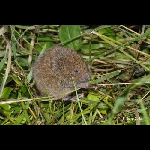 <i>Microtus arvalis</i> (Pallas, 1778) © F. Serre Collet