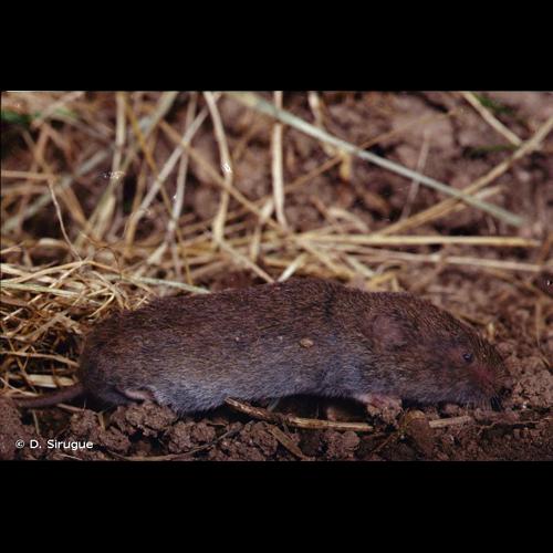 <i>Microtus subterraneus</i> (de Sélys-Longchamps, 1836) © D. Sirugue