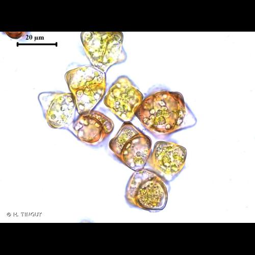 <i>Sphenolobus minutus</i> (Schreb. ex D.Crantz) Berggr., 1898 © H. TINGUY