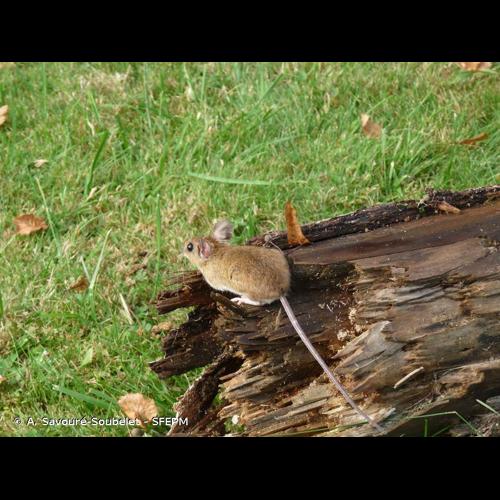 <i>Apodemus flavicollis</i> (Melchior, 1834) © A. Savouré-Soubelet - SFEPM