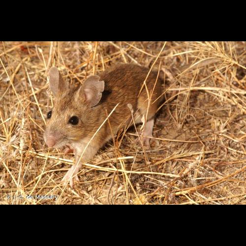 <i>Apodemus sylvaticus</i> (Linnaeus, 1758) &copy; J.-C. de Massary
