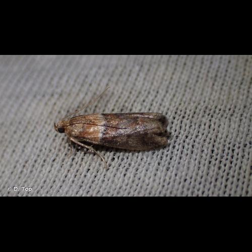<i>Acrobasis repandana</i> (Fabricius, 1798) © D. Top