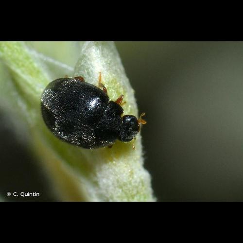 <i>Stethorus pusillus</i> (Herbst, 1797) © C. Quintin