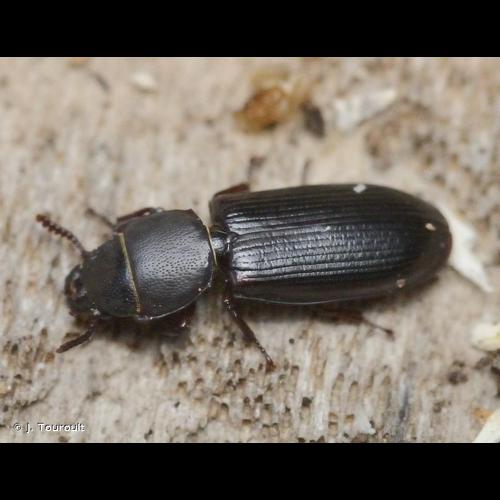 <i>Tenebroides fuscus</i> (Preyssler, 1790) © J. Touroult