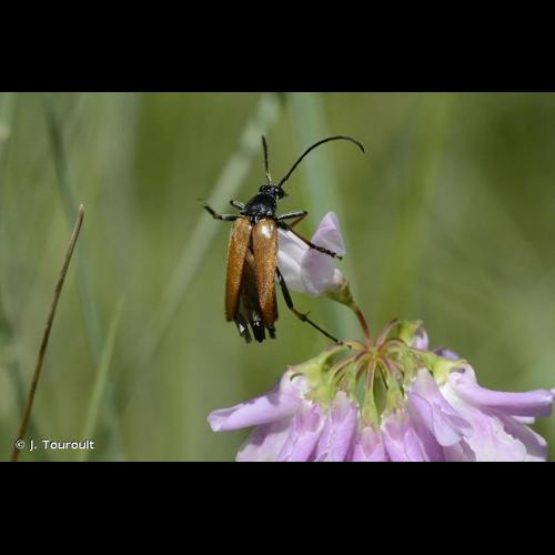 <i>Etorofus pubescens</i> (Fabricius, 1787) &copy; J. Touroult