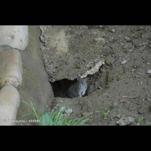 <i>Mus musculus</i> Linnaeus, 1758 © F. Moutou - SFEPM