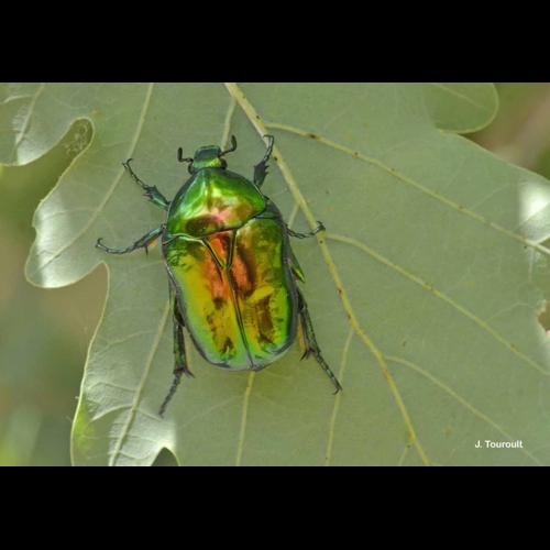 <i>Cetonischema speciosissima</i> (Scopoli, 1786) © J. Touroult