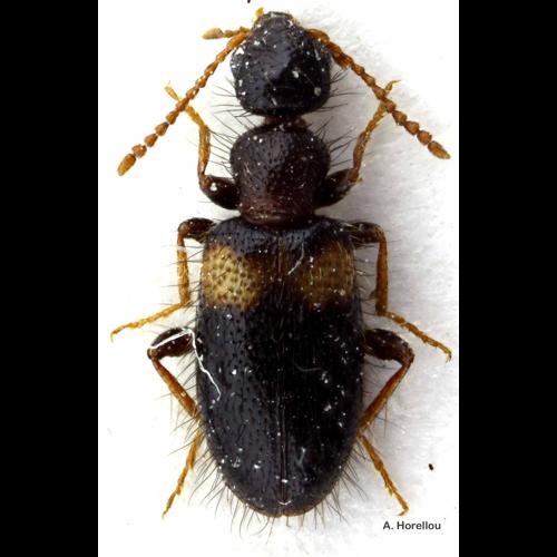 <i>Hirticollis hispidus</i> (Rossi, 1792) © A. Horellou