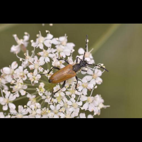 <i>Stictoleptura hybrida</i> (Rey, 1885) © J. Touroult