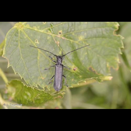 <i>Stenostola ferrea ferrea</i> (Schrank, 1776) &copy; J. Touroult