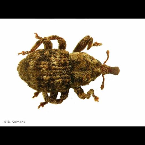 <i>Palaeoacalles roboris</i> (Curtis, 1834) © B. Calmont