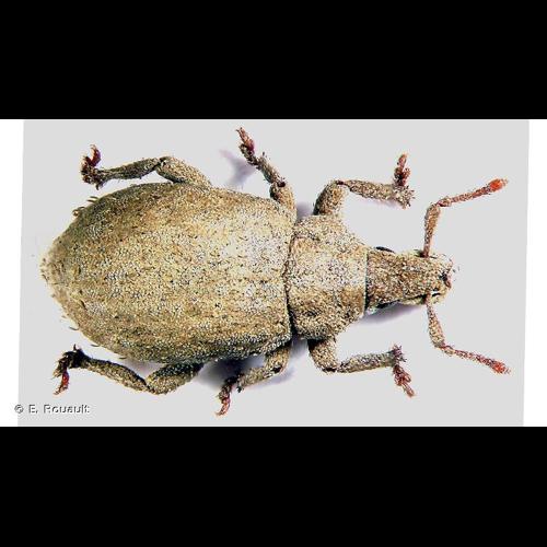 <i>Romualdius scaber</i> (Linnaeus, 1758) © E. Rouault