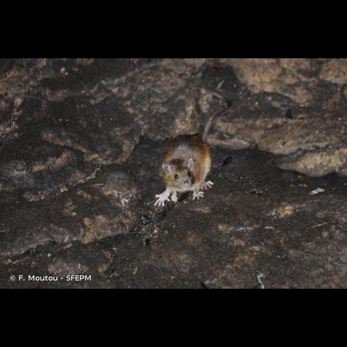<i>Rattus norvegicus</i> (Berkenhout, 1769) © F. Moutou - SFEPM