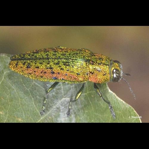 <i>Lamprodila mirifica</i> (Mulsant, 1855) © J. Touroult