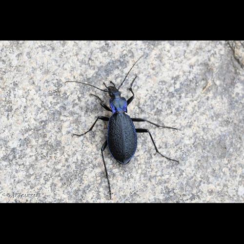 <i>Carabus intricatus intricatus</i> Linnaeus, 1761 © J. Touroult