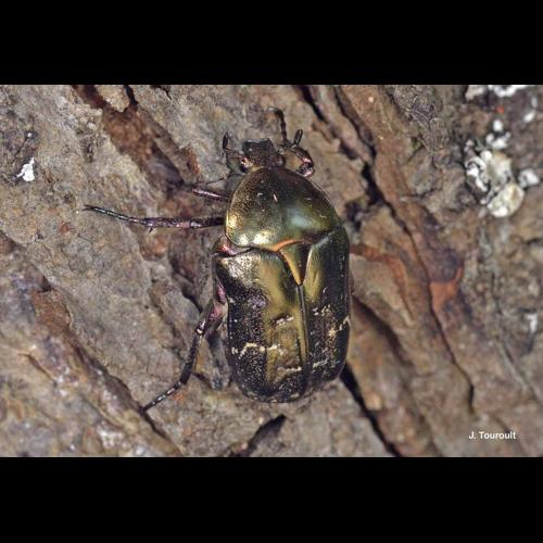 <i>Potosia cuprea bourgini</i> Ruter, 1967 © J. Touroult