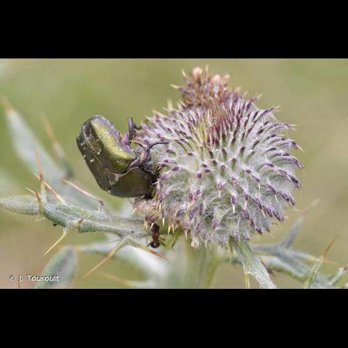 <i>Potosia cuprea metallica</i> (Herbst <i>in</i> Fuessly, 1782) © J. Touroult