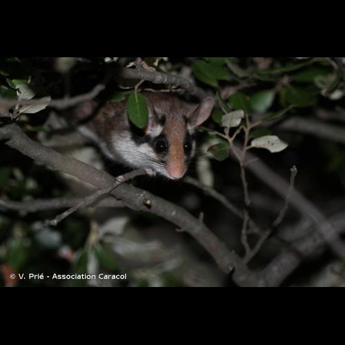 <i>Eliomys quercinus</i> (Linnaeus, 1766) © V. Prié - Association Caracol