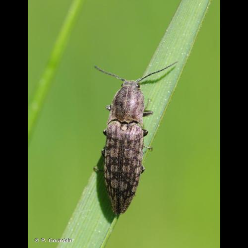 <i>Actenicerus sjaelandicus</i> (O.F. Müller, 1764) © P. Gourdain