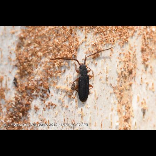 <i>Uleiota planatus</i> (Linnaeus, 1761) © J. Touroult - LPR Corse 2019 - MNHN-CdC-AFB