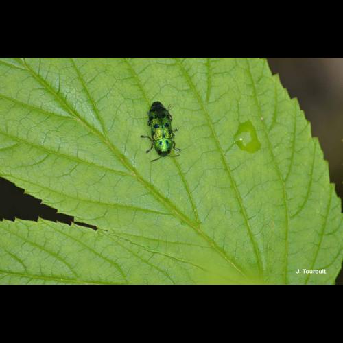 <i>Lamprodila festiva</i> (Linnaeus, 1767) © J. Touroult