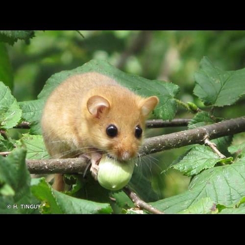 <i>Muscardinus avellanarius</i> (Linnaeus, 1758) &copy; H. TINGUY