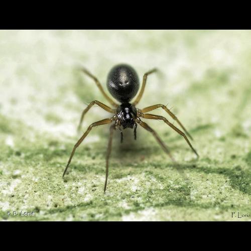<i>Agyneta rurestris</i> (C. L. Koch, 1836) © P. Loria