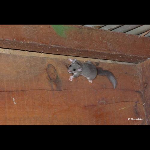 <i>Glis glis</i> (Linnaeus, 1766) © P. Gourdain