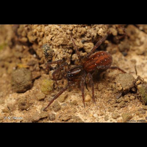 <i>Piratula hygrophila</i> (Thorell, 1872) &copy; N. Henon