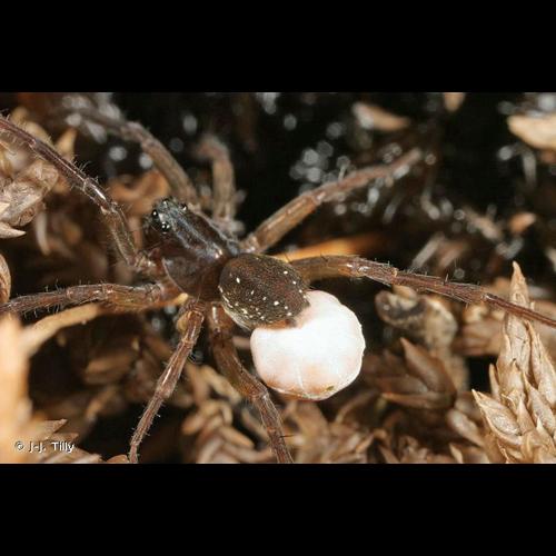 <i>Piratula latitans</i> (Blackwall, 1841) &copy; J-J. Tilly