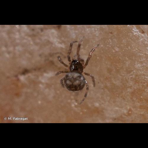 <i>Microdipoena jobi</i> (Kraus, 1967) © M. Fabregat