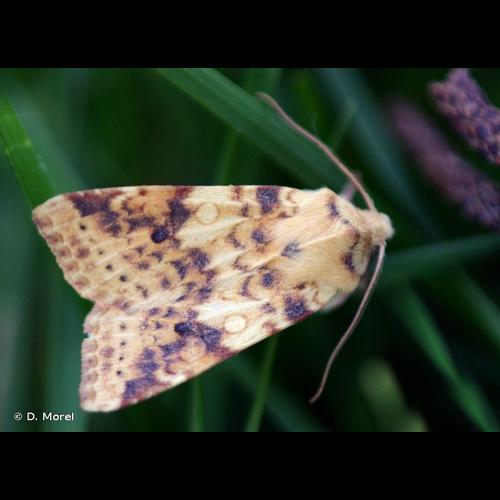 <i>Cirrhia icteritia</i> (Hufnagel, 1766) © D. Morel