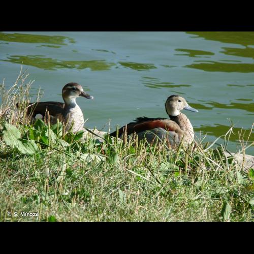 <i>Callonetta leucophrys</i> (Vieillot, 1816) © S. Wroza