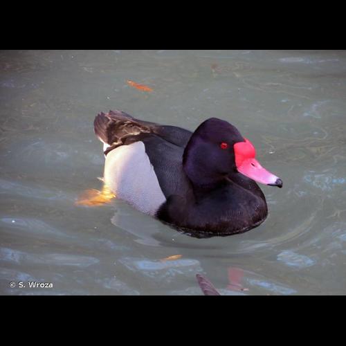 <i>Netta peposaca</i> (Vieillot, 1816) © S. Wroza