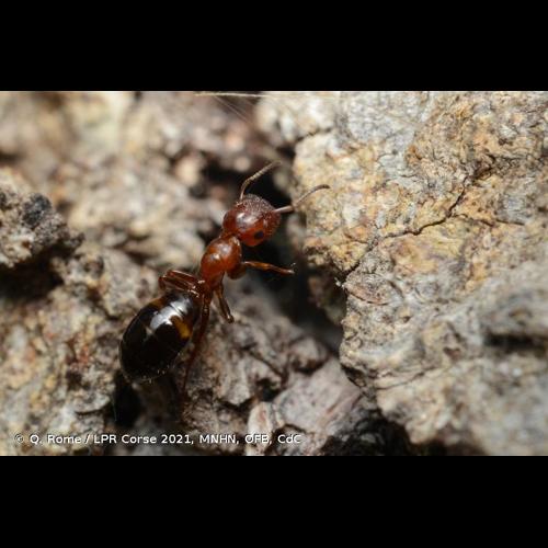 <i>Colobopsis truncata</i> (Spinola, 1808) © Q. Rome / LPR Corse 2021, MNHN, OFB, CdC