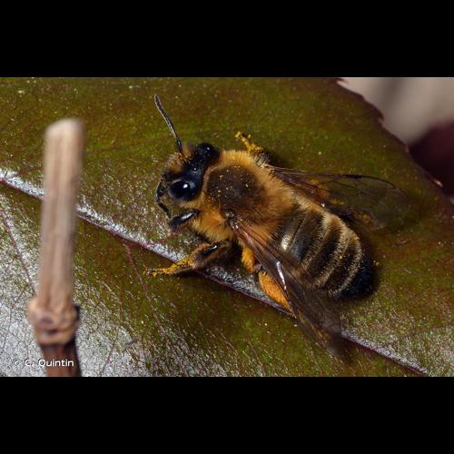 <i>Andrena nigroaenea</i> (Kirby, 1802) © C. Quintin