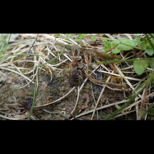 <i>Trachusa byssina</i> (Panzer, 1798) © D. Top