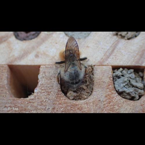 <i>Osmia bicornis</i> (Linnaeus, 1758) © D. Top