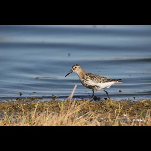 <i>Calidris alpina</i> (Linnaeus, 1758) © S. Siblet