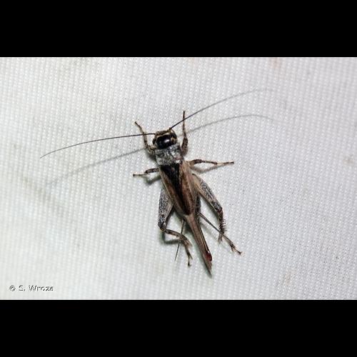 <i>Eumodicogryllus bordigalensis bordigalensis</i> (Latreille, 1804) © S. Wroza