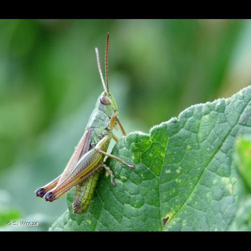 <i>Pseudochorthippus parallelus parallelus</i> (Zetterstedt, 1821) © S. Wroza