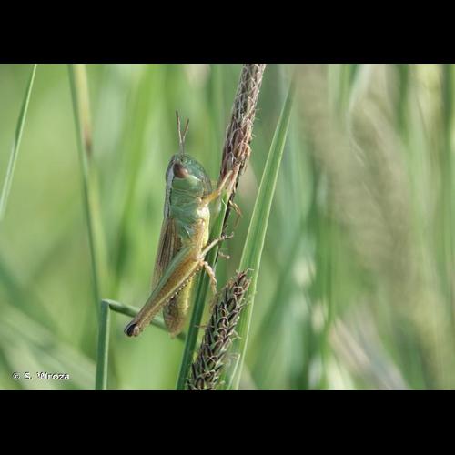 <i>Pseudochorthippus montanus</i> (Charpentier, 1825) &copy; S. Wroza
