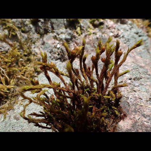 <i>Lewinskya rupestris</i> (Schleich. ex Schwägr.) F.Lara, Garilleti & Goffinet, 2016 © H. Tinguy