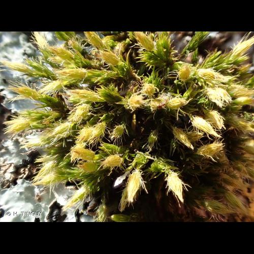 <i>Lewinskya speciosa</i> (Nees) F.Lara, Garilleti & Goffinet, 2016 © H. TINGUY