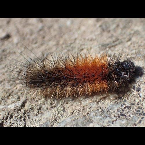 <i>Arctia plantaginis</i> (Linnaeus, 1758) © NULL