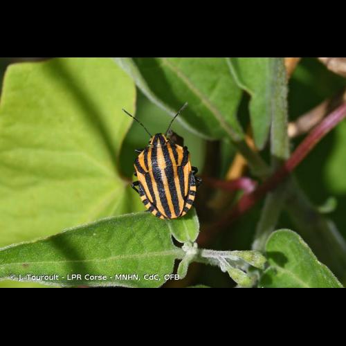 <i>Graphosoma italicum italicum</i> (O.F. Müller, 1766) &copy; J. Touroult - LPR Corse - MNHN, CdC, OFB