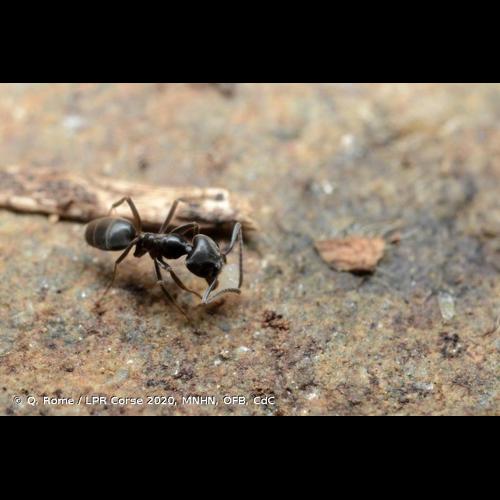 <i>Tapinoma magnum</i> Mayr, 1861 © Q. Rome / LPR Corse 2020, MNHN, OFB, CdC