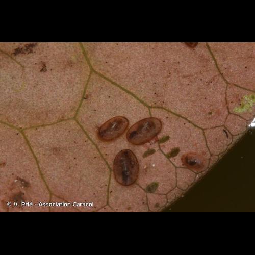 <i>Ferrissia californica</i> (Rowell, 1863) © V. Prié - Association Caracol